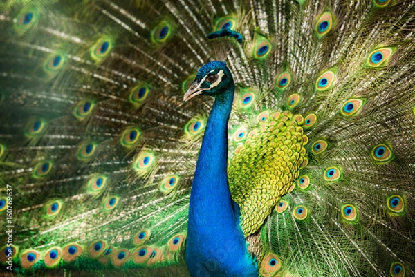 Obraz Rad schlagender Pfau