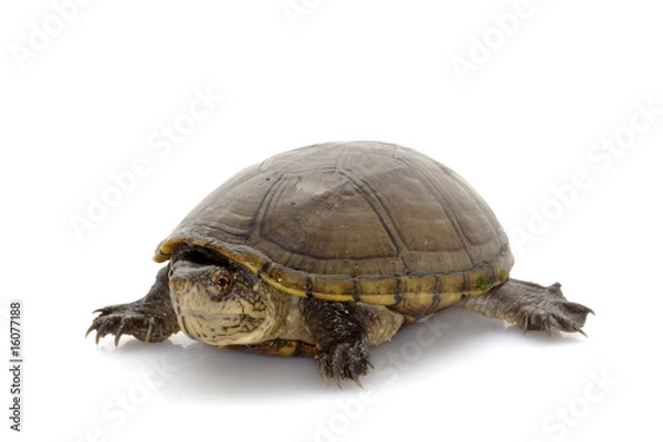 Fototapeta Florida mud turtle