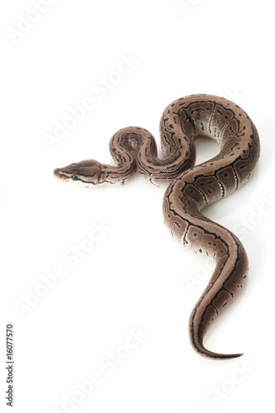 Fototapeta axanthic pinstripe ball python