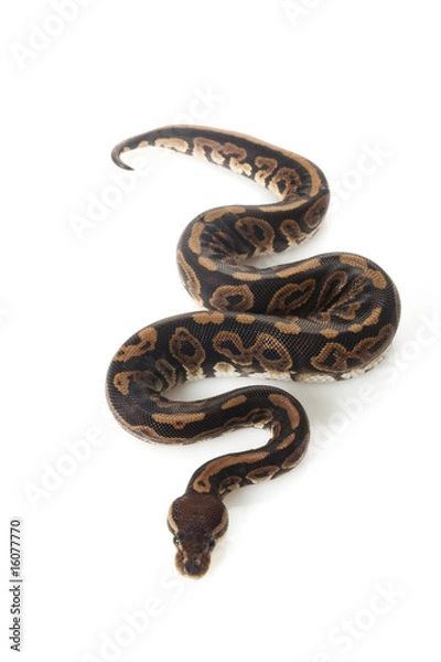 Fototapeta black pastel ball python
