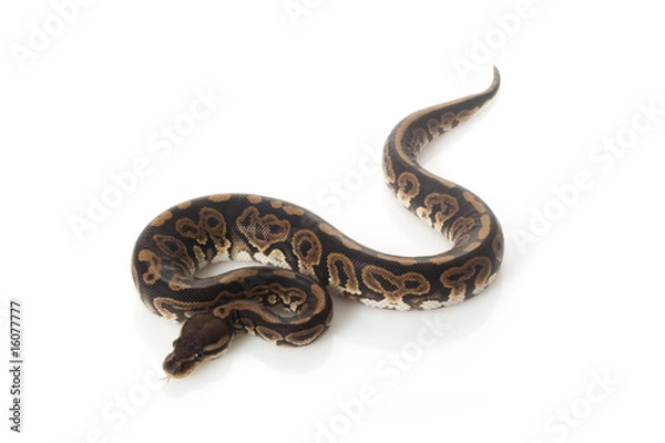 Obraz black pastel ball python