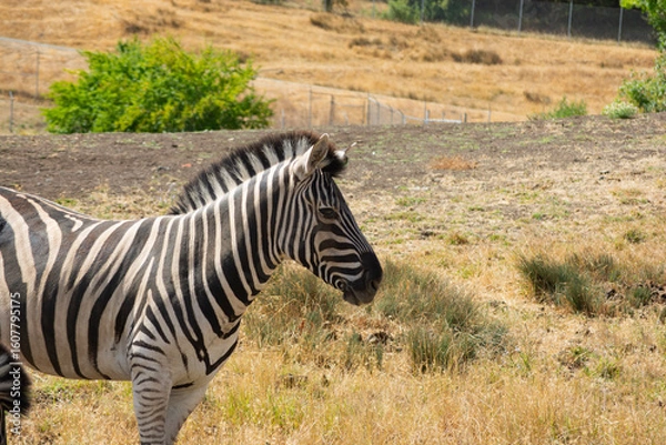 Obraz zebra in the grass