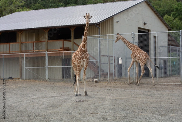 Obraz giraffe in zoo