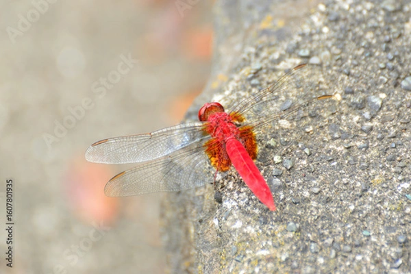Obraz ショウジョウトンボ