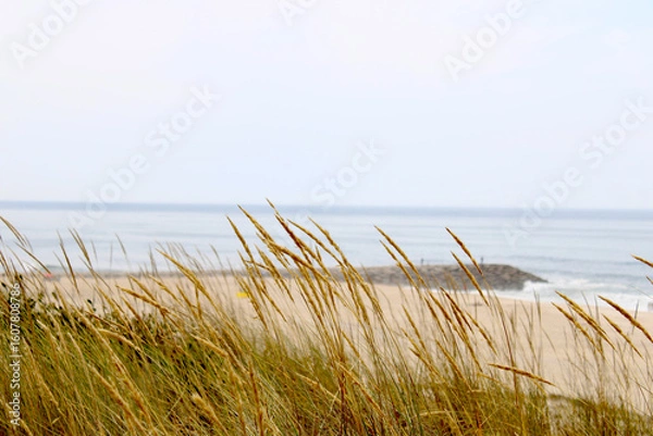 Fototapeta Coastal Serenity: Grasses in the Sea Breeze
Golden beach grasses sway gently in the foreground, framing a tranquil view of the shoreline and calm ocean beyond.