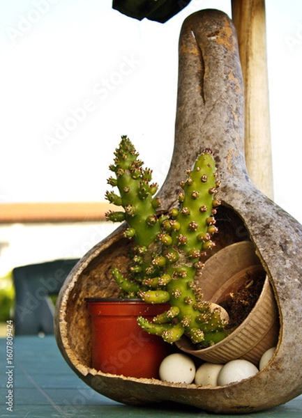 Obraz Rustic Harmony: Cactus Still Life in a Gourd Planter
A unique arrangement features a vibrant cactus nestled inside a hollowed, rustic gourd, accompanied by a terracotta pot, a ceramic bowl, and a cact