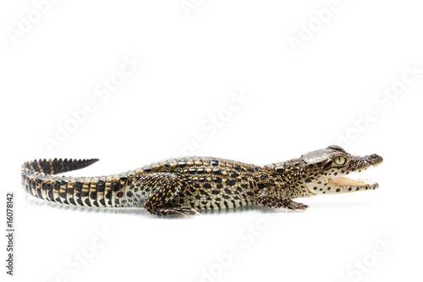 Obraz Cuban crocodile
