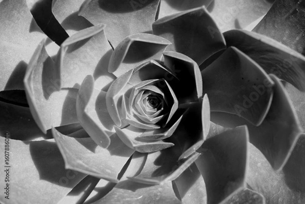 Obraz Black and White Succulent Close-Up – Geometric Nature Pattern"