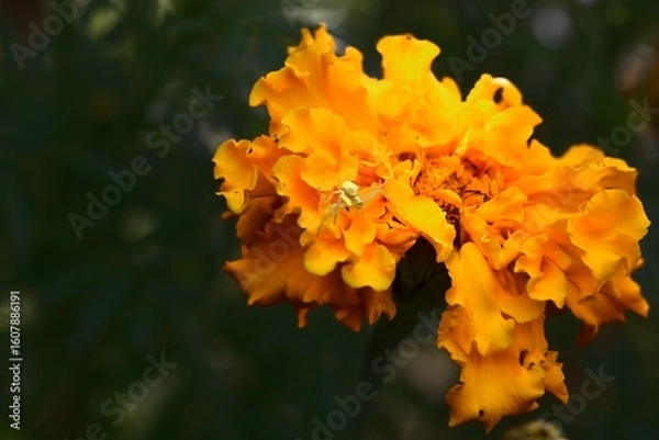 Obraz Vivid Yellow Marigold in Bloom – Close-Up Botanical Flower with Spider