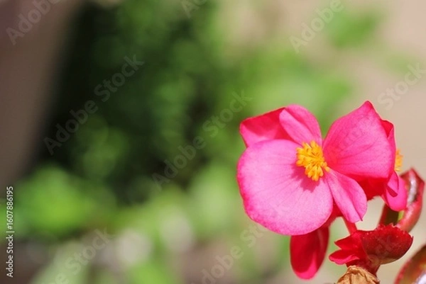 Obraz Vivid Pink Begonia Blossom with Yellow Center – Garden Macro
