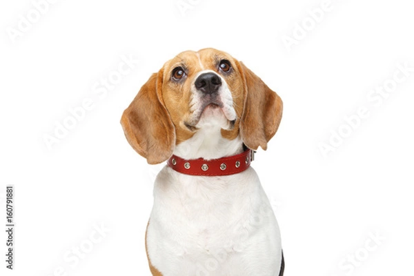 Fototapeta beautiful beagle dog isolated on white