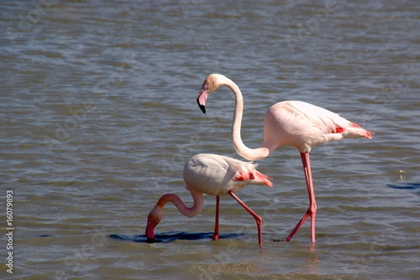 Obraz Flamingo