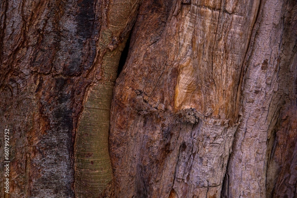Fototapeta Abstract closeup of textures and colors of banyan tree wood in Hawaii
