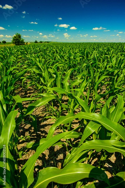 Fototapeta Young corn crop growing under the  summer sun in central North Dakota.