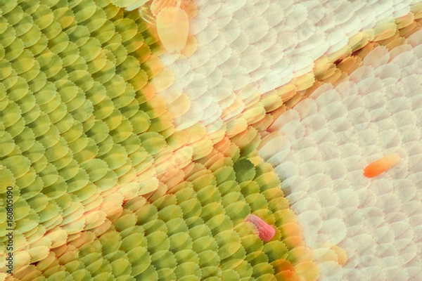 Fototapeta Butterfly wing under the microscope