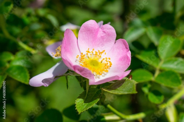 Fototapeta Wild rose closeup