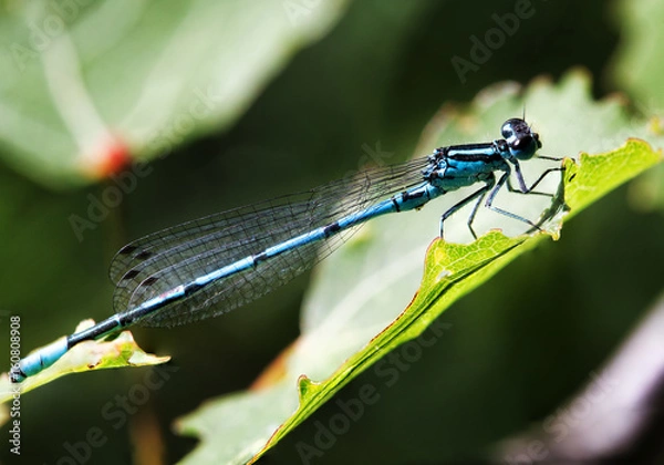 Obraz Dragonfly sitting on a leaf