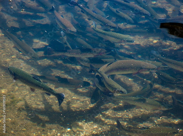 Obraz Forellen Fischzucht