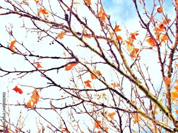 Obraz autumn leaves on a tree