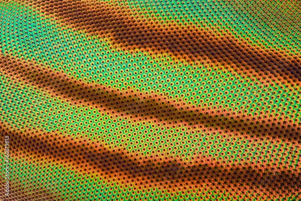 Obraz Extreme magnification - Horse fly compound eye under the microscope at 10:1