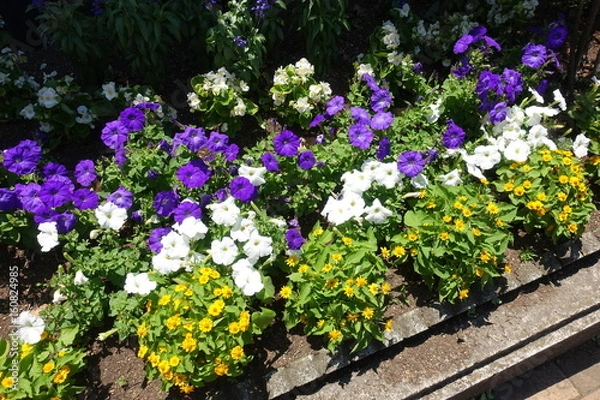 Fototapeta 初夏の花壇