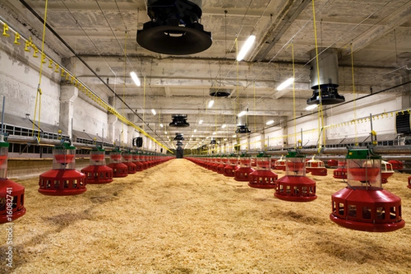 Obraz poultry farm