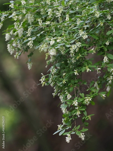 Obraz イボタノキ