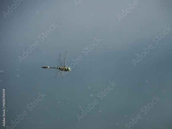 Obraz オオヤマトンボ