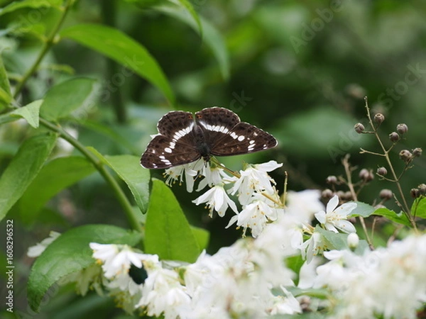 Obraz イチモンジチョウ