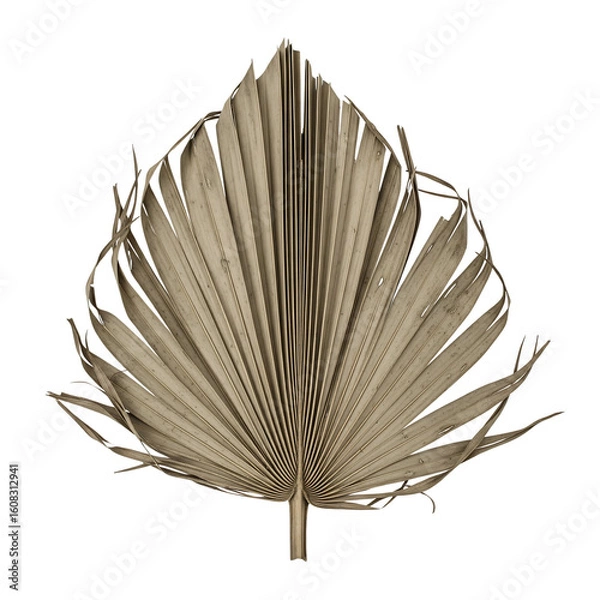 Fototapeta sun-dried palm leaf strips torn curled broken, natural woven texture, rustic tropical foliage, organic weaving material isolated on transparent background PNG