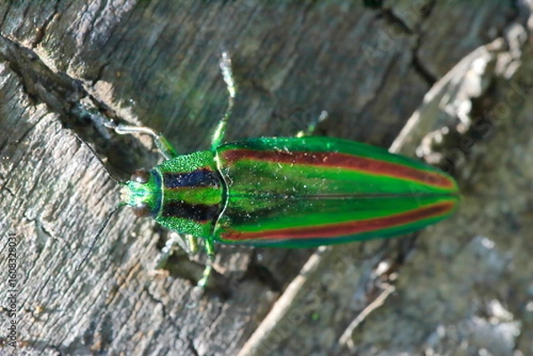 Obraz 【タマムシ】