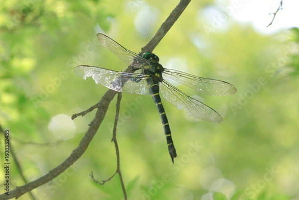 Obraz 【オニヤンマ】