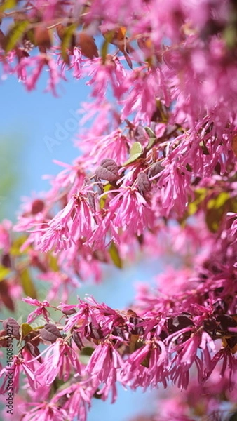 Obraz トキワマンサク