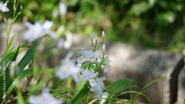 Obraz シャガの花