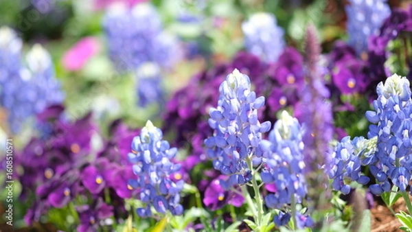 Obraz ルピナスの花畑