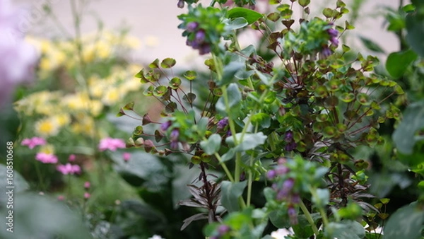 Obraz セリンセマヨール