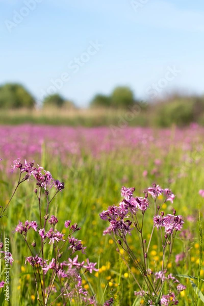 Fototapeta Blooming sticky catchflies (Silene viscaria) in the green summer meadow, closedup