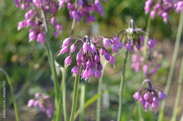 Obraz Цветущий лук Allium cernuum