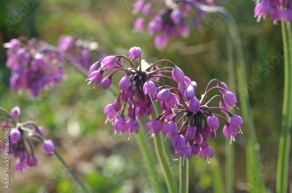 Obraz Цветущий лук Allium cernuum