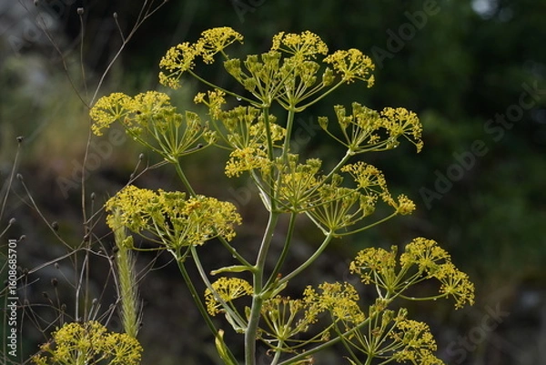 Fototapeta Parsnip, Wild (Pastinaca sativa). Yellow head and seeds of a poisonous Wild Parsnip weed growing alongside a country road