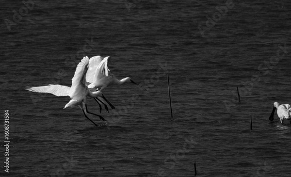 Obraz Graceful movement of a white bird on dark water (black and white photo)