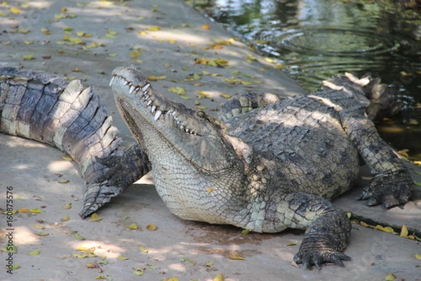 Obraz crocodile