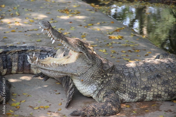 Obraz crocodile