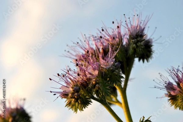 Fototapeta violet flower on blue background