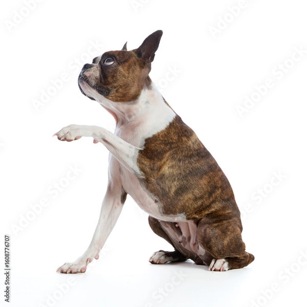 Obraz Boston Terrier on a white background