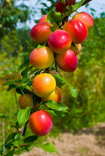 Obraz Excellent fruits of plum tree