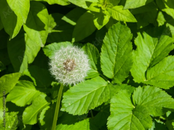 Fototapeta Dandelion with ripe seeds on bokeh background, macro, selective focus, shallow DOF