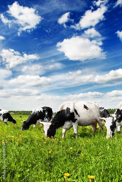 Obraz Herd of cows
