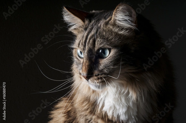 Obraz Beautiful fluffy big cat on a black background