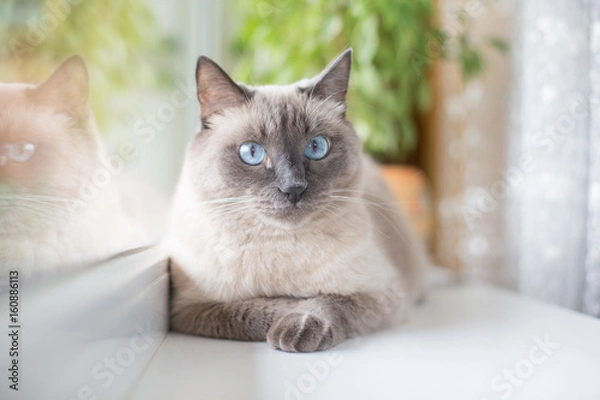 Fototapeta cute Siamese cat with blue eyes lying on the windowsill